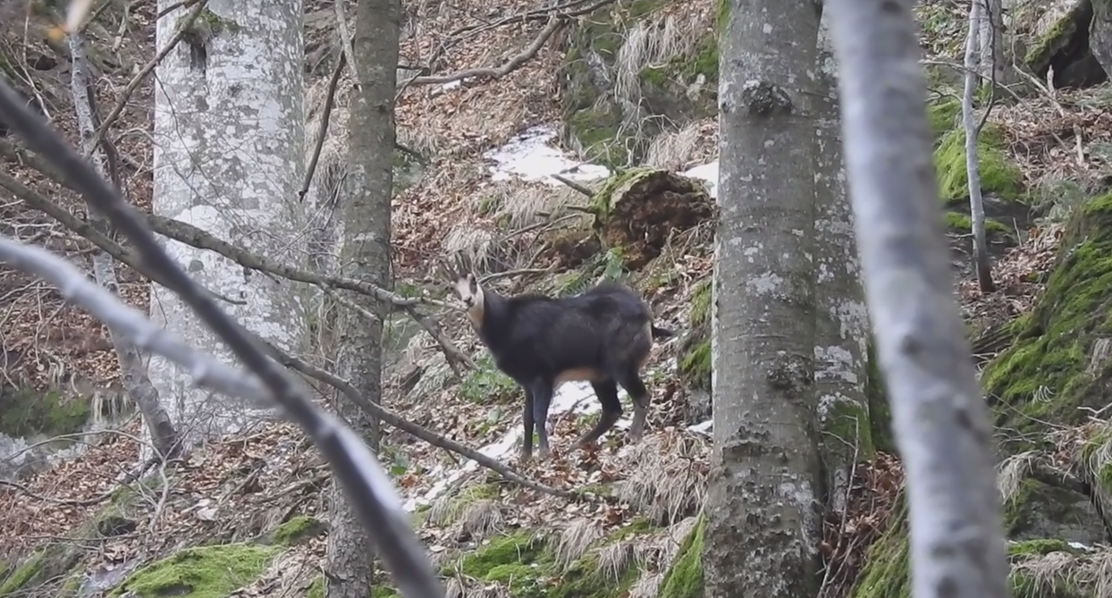  VIDEO: Imagini deosebite cu un ciopor de capre negre în Munții Țarcu