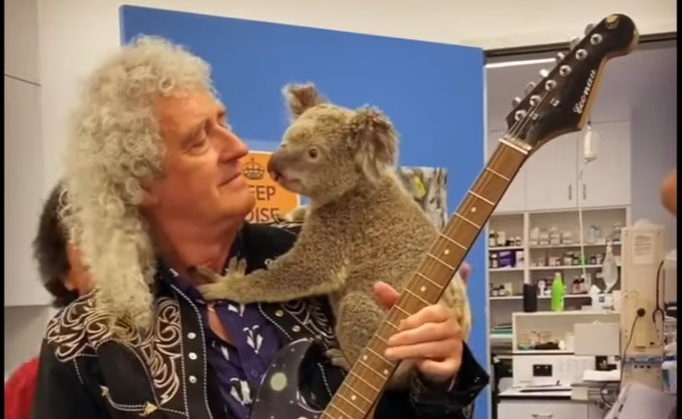  VIDEO: Chitaristul trupei Queen a cântat pentru un koala din Australia
