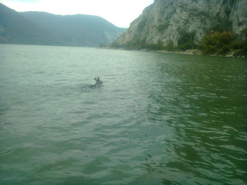  FOTO: Un cerb a fost pozat în timp de trecea Dunărea înot către malul sârbesc