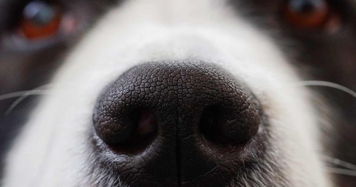  De ce au câinii nasurile atât de reci. Cercetătorii au aflat răspunsul