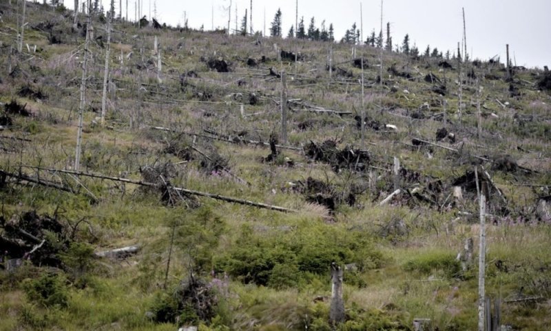  Pădure rasă de pe faţa pământului: Cea mai mare tăiere ilegală, din ultimii ani în România