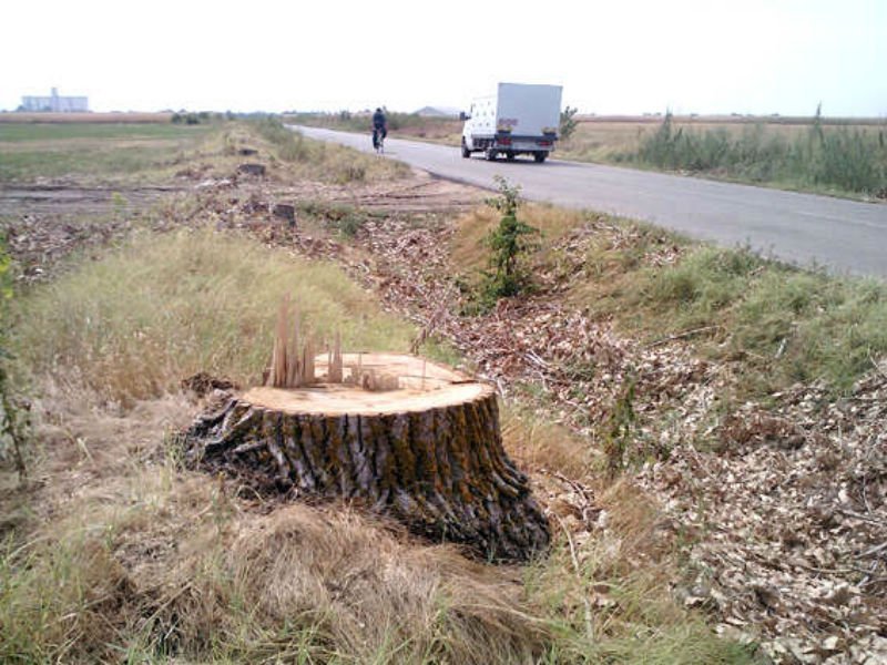  Axa rutieră Iaşi-Suceava lasă drumurile fără copaci pe margine. Lemnul, vândut