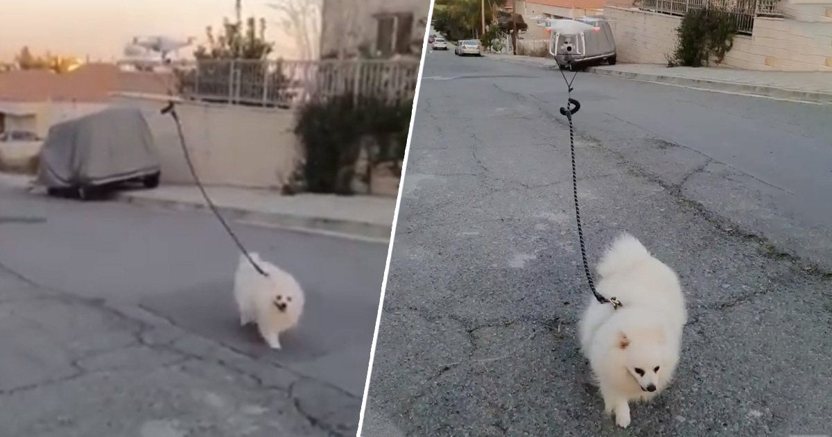  VIDEO: Un bărbat aflat în izolare și-a trimis câinele la plimbare cu drona