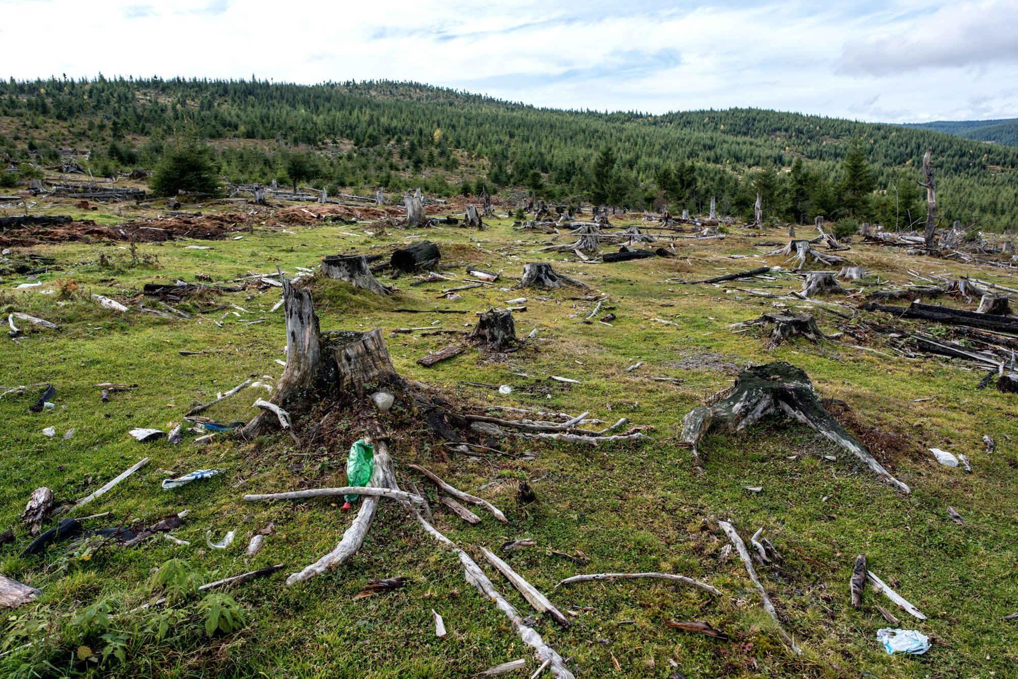  USR cere stoparea tăierilor de păduri pe perioada stării de urgenţă