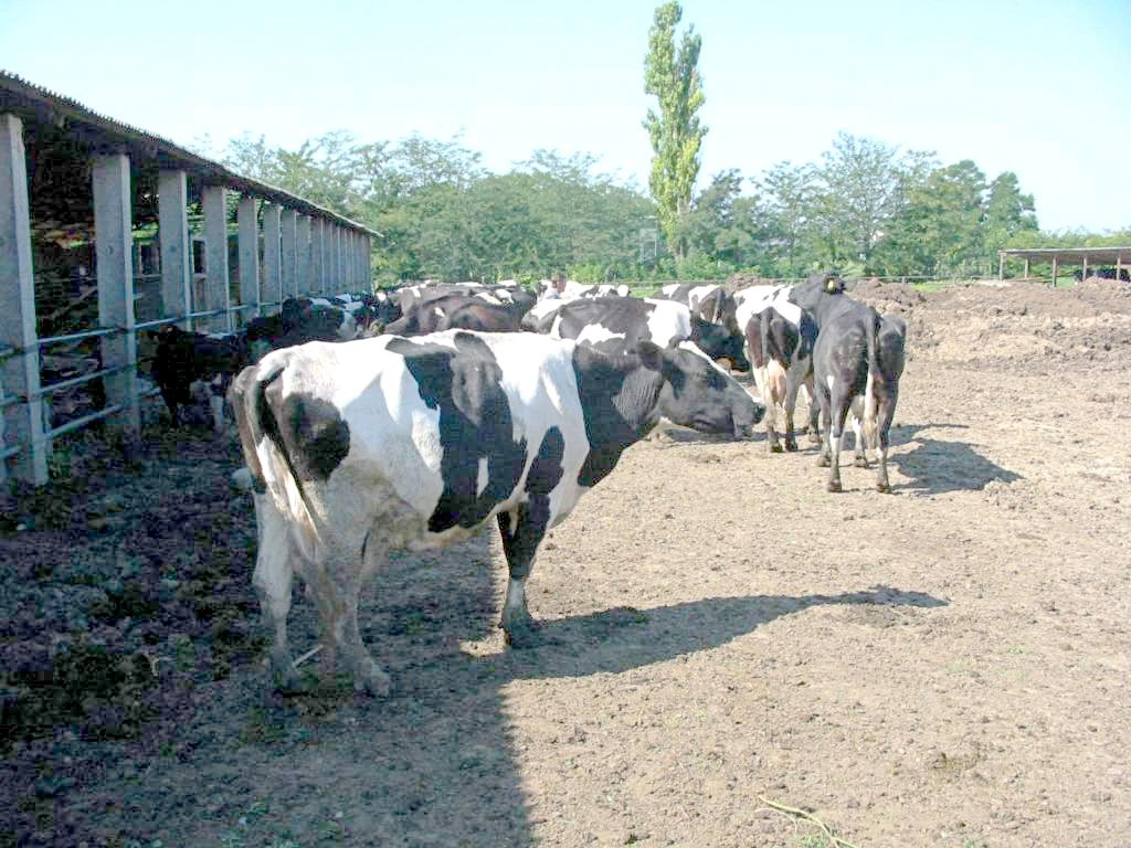  Asociaţiile crescătorilor de vaci sunt chemate de urgenţă la APIA