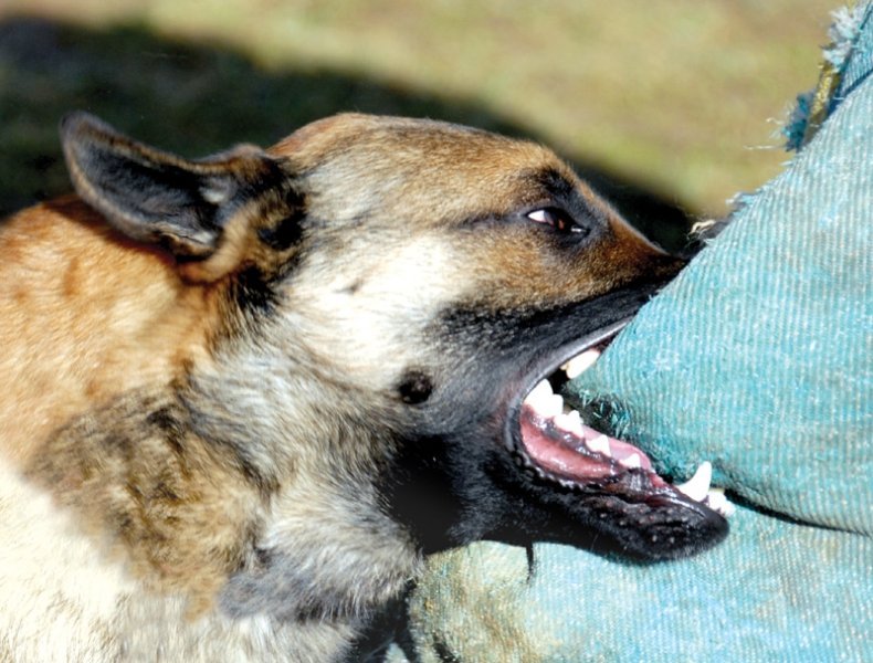  Jumătate din ieşenii muşcaţi de câini sunt din municipiu