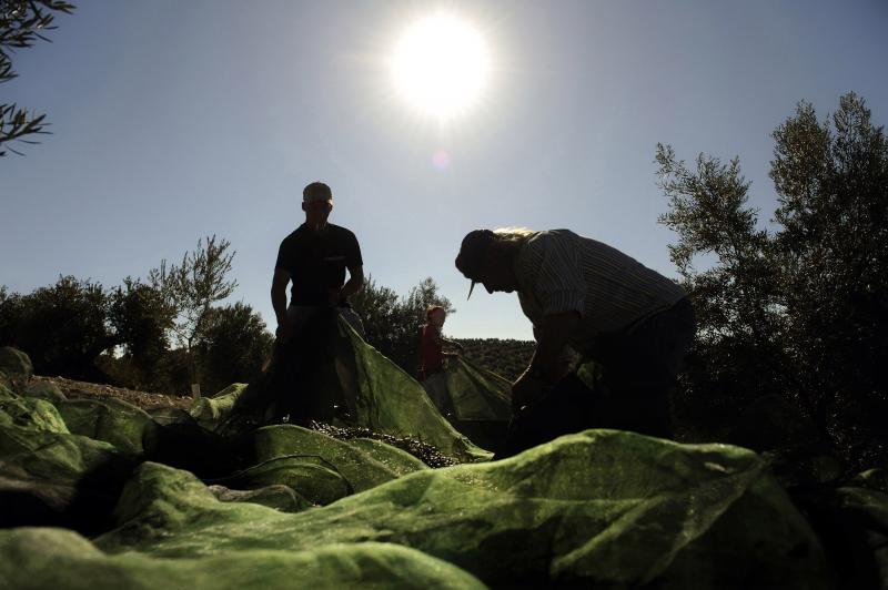  Guvernul italian vrea să folosească migranţii ilegali la muncile agricole
