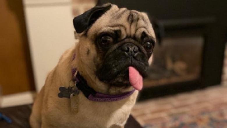  Winston, primul câine infectat cu COVID-19, a fost declarat vindecat