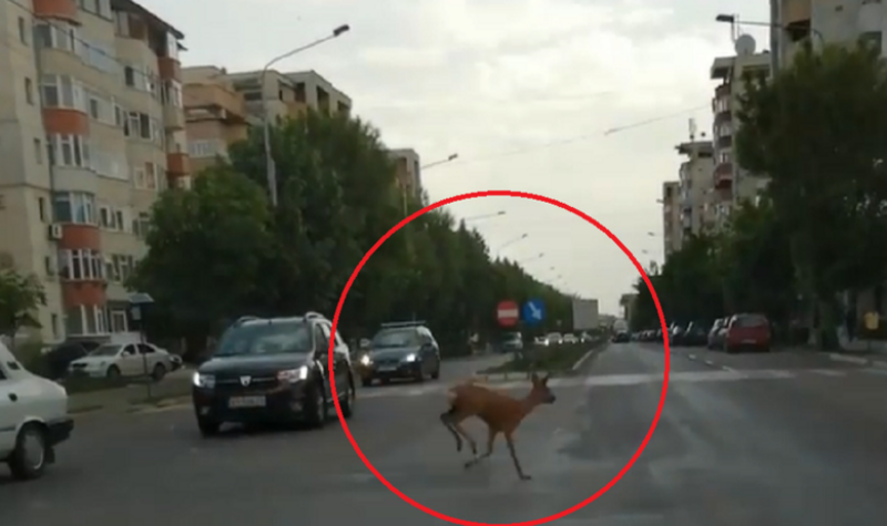  VIDEO: Apariție inedită pe străzile din Bârlad: o căprioară
