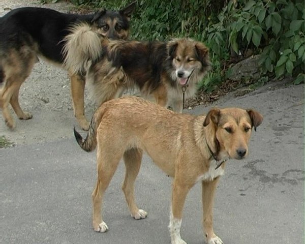  Primarul Gheorghe Nichita, rugat să nu eutanasieze câinii de pe străzi