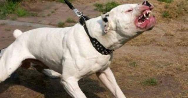  Un tânăr şi-a asmuţit câinele de luptă împotriva unui alt căţel legat de un gard