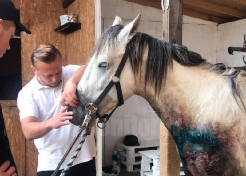  VIDEO: Cal rănit, salvat din mâinile țiganilor din Suceava. S-au dat bani