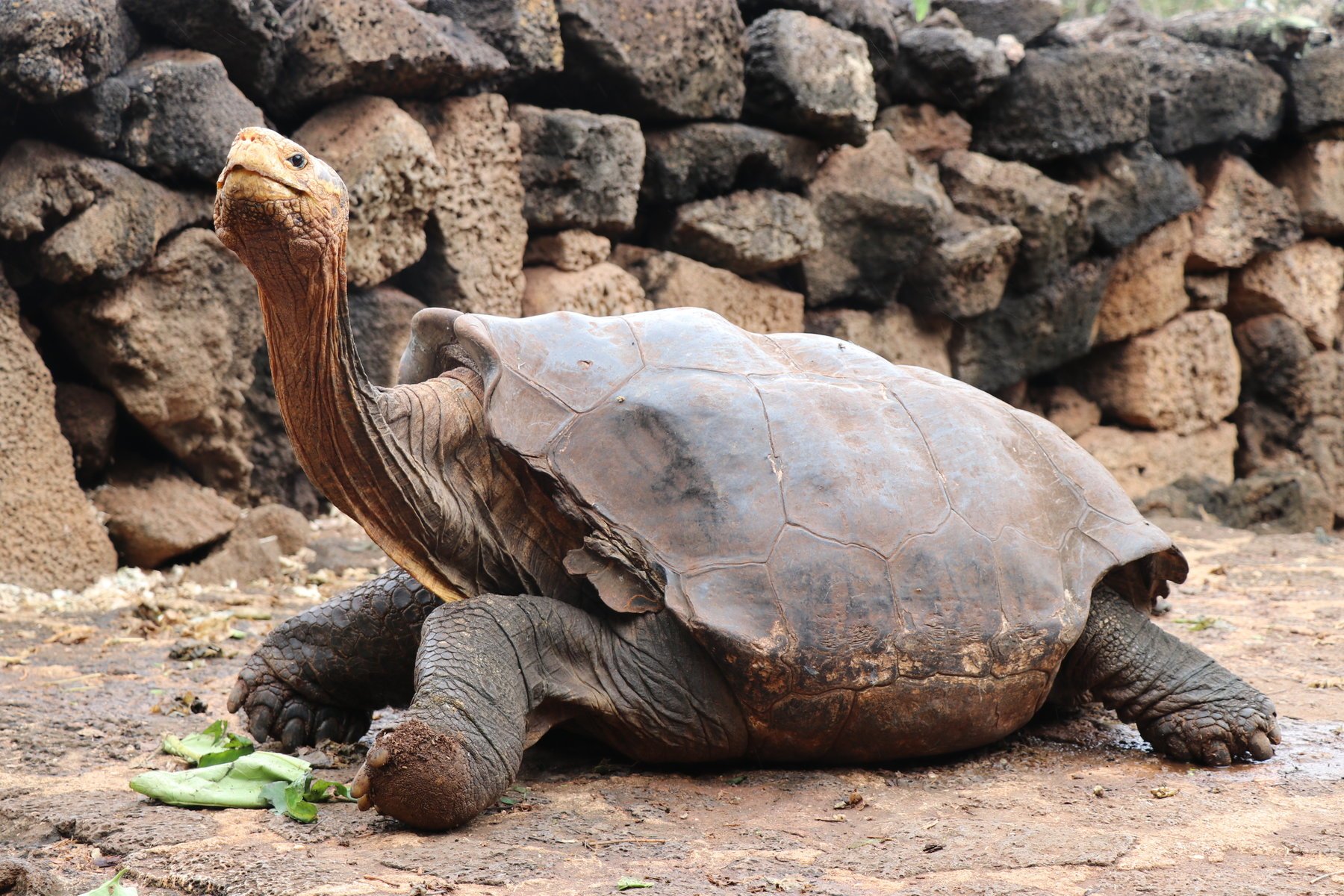  Diego, ţestoasa foarte activă sexual care şi-a salvat specia, s-a întors pe insula sa
