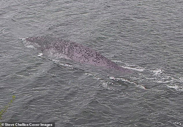  FOTO: Un britanic susține că l-a fotografiat pe celebrul monstru din  Loch Ness