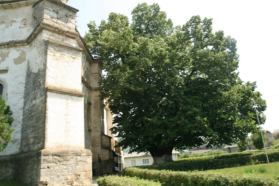  FOTO: Povestea celui mai vârstnic arbore monument din judeţul Iași! Are 682 de ani