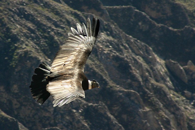  Pasărea care poate să zboare circa 160 de kilometri fără să dea din aripi