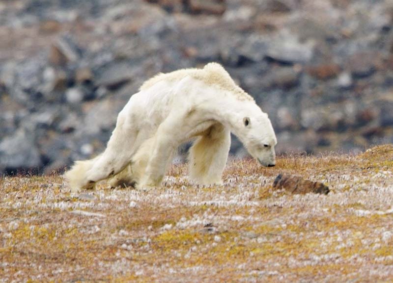  Studiu: Urşii polari ar urma să dispară până în 2100 din cauza modificărilor climatice