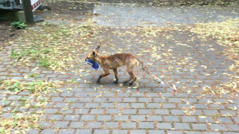  O vulpe a furat peste 100 de pantofi din case, într-un cartier din Berlin. Ce făcea cu încălțămintea