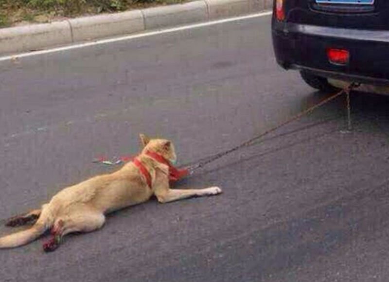  Bărbat din Sighișoara băgat după gratii pentru că a legat câinele de mașină. A fost acuzat de schingiurea animalelor