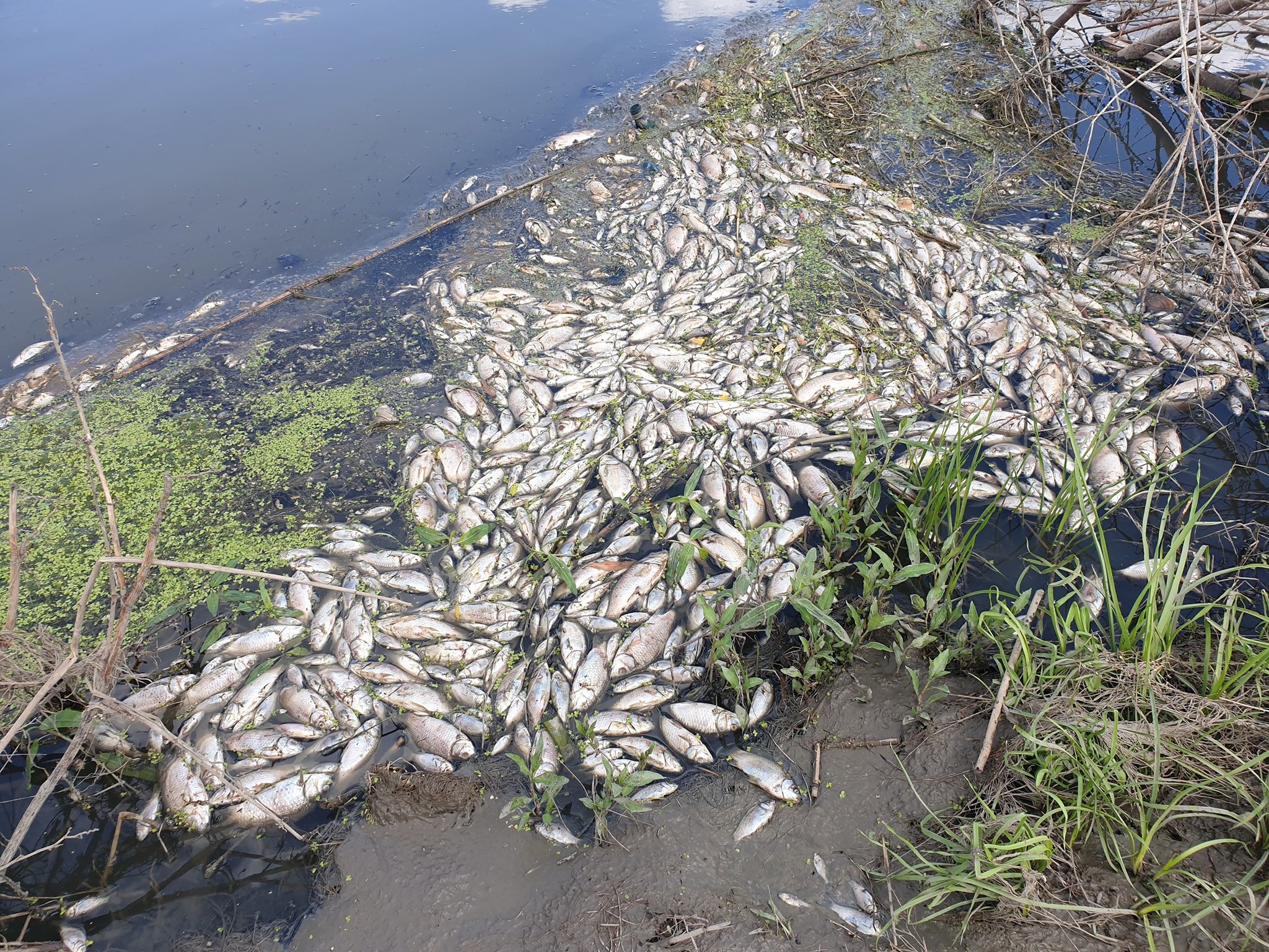  IMAGINI: Mii de pești morți în Bahlui. Apa e neagră. Dezastru ecologic!