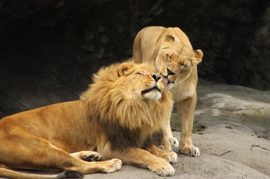  Doi lei care fuseseră de nedespărțit toată viața au fost eutanasiați împreună