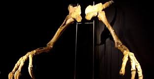  Boala descoperită de cercetători la un os de dinozaur vechi de 76 de milioane de ani