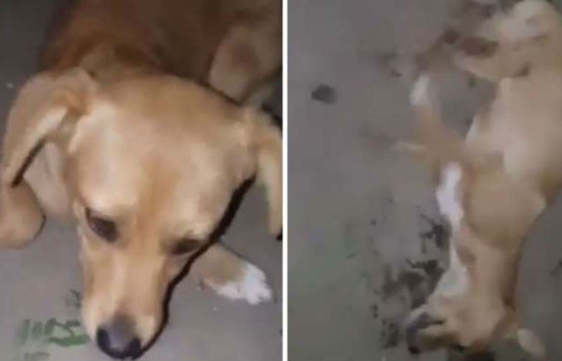  VIDEO: Individ filmat în timp ce otrăvește un cățel de cinci luni. Animalul a murit în chinuri