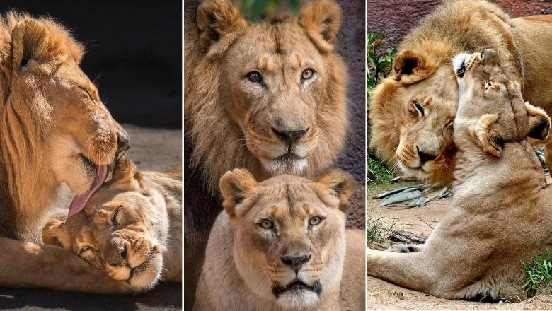  FOTO: Doi lei au fost eutanasiați împreună, pentru a nu fi nevoiți să trăiască singuri. Povestea emoționantă a lui Hubert și Kalisa