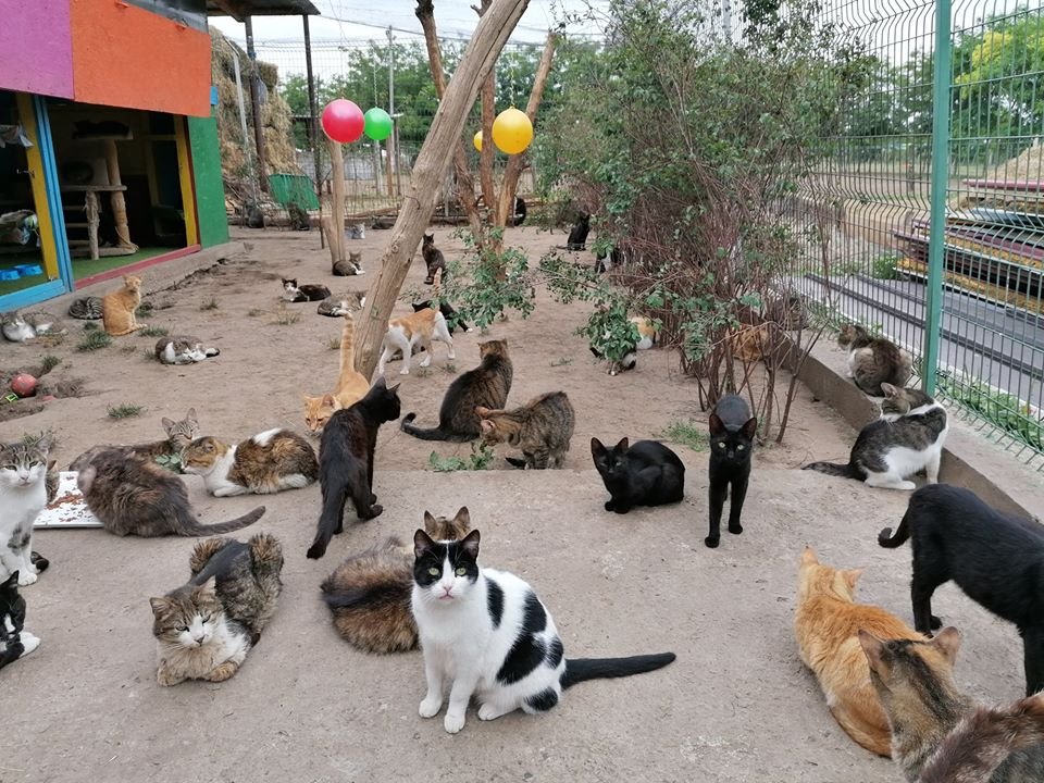  Așa arată în imperiul pisicilor de la Fundația SKY Iași