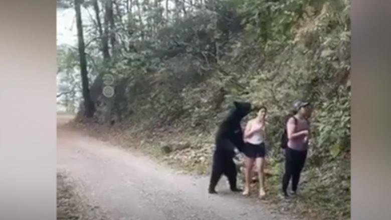 Ursul care s-a apropiat de o turistă și i-a adulmecat părul a fost castrat