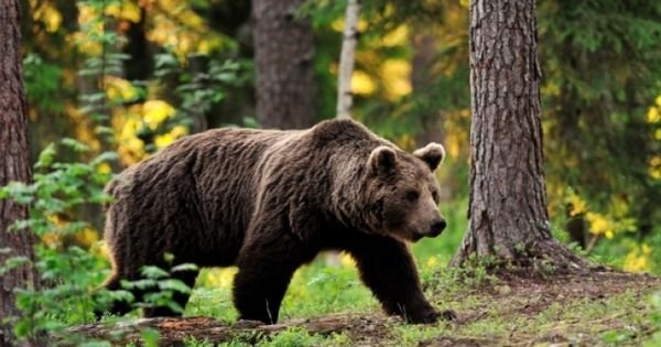  Un turist a sunat la 112 ca să anunţe că o ursoaică i-a „furat” rucsacul