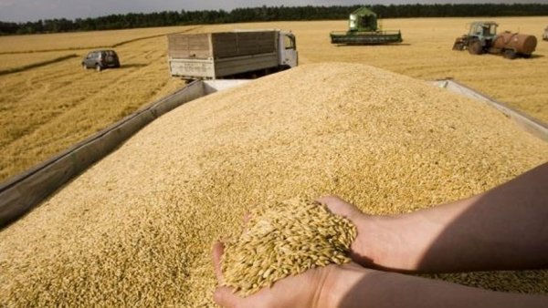  Exporturile României de cereale au crescut cu 30% în primele cinci luni din 2020