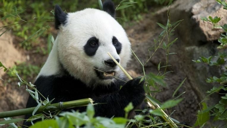  Un pui de panda s-a născut la grădina zoologică din Washington