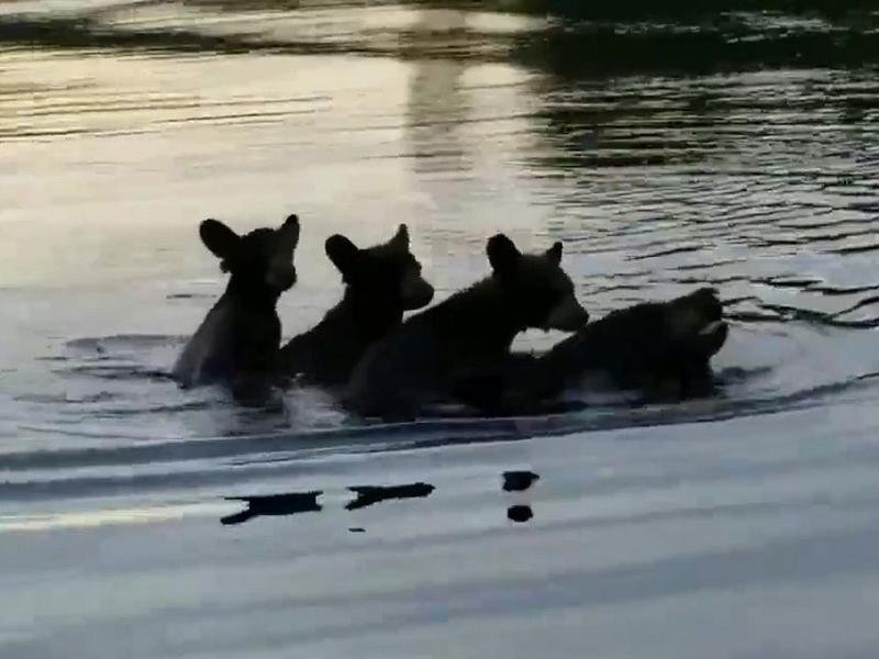  VIDEO: O ursoaică își poartă pe spate cei trei pui, în timp ce traversează înotând un lac