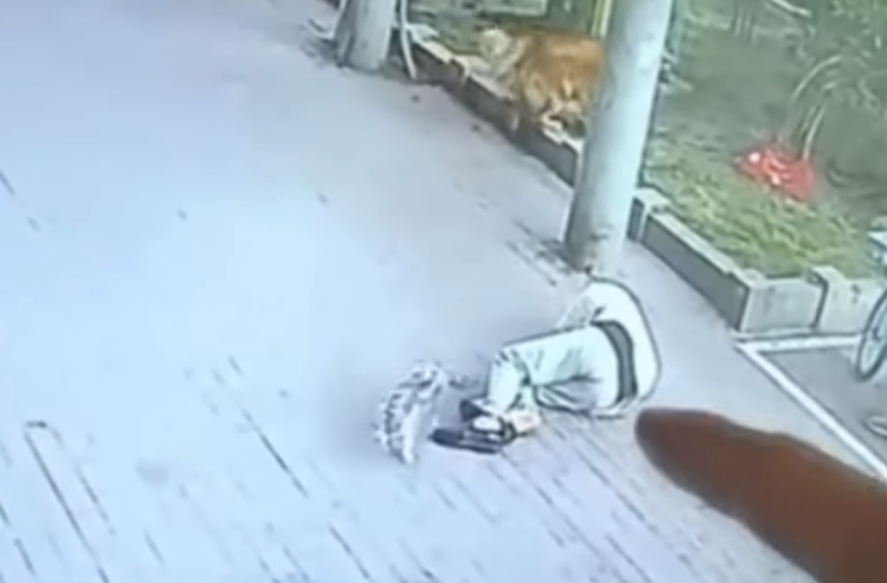  VIDEO: Pensionar făcut KO de o pisică. A stat apoi 23 de zile în spital