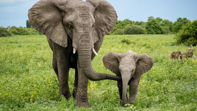  Elefanții stresați de la o grădină zoologică vor primi tratament cu marijuana medicinală