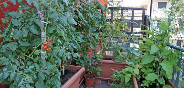  Grădini etajate cu legume în balcon, proiectul unei doctorande de la USAMV