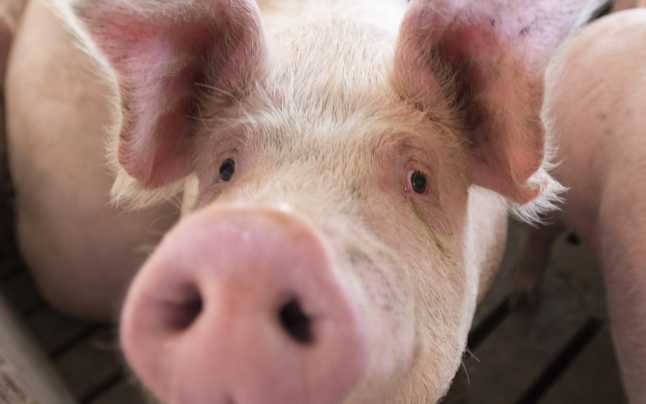  Crescătorii de porci primesc un ajutor de 120 milioane de lei de la stat