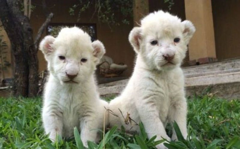  VIDEO: Iubitor de animale sfâșiat de leoaicele pe care le-a salvat șic crescut de mici
