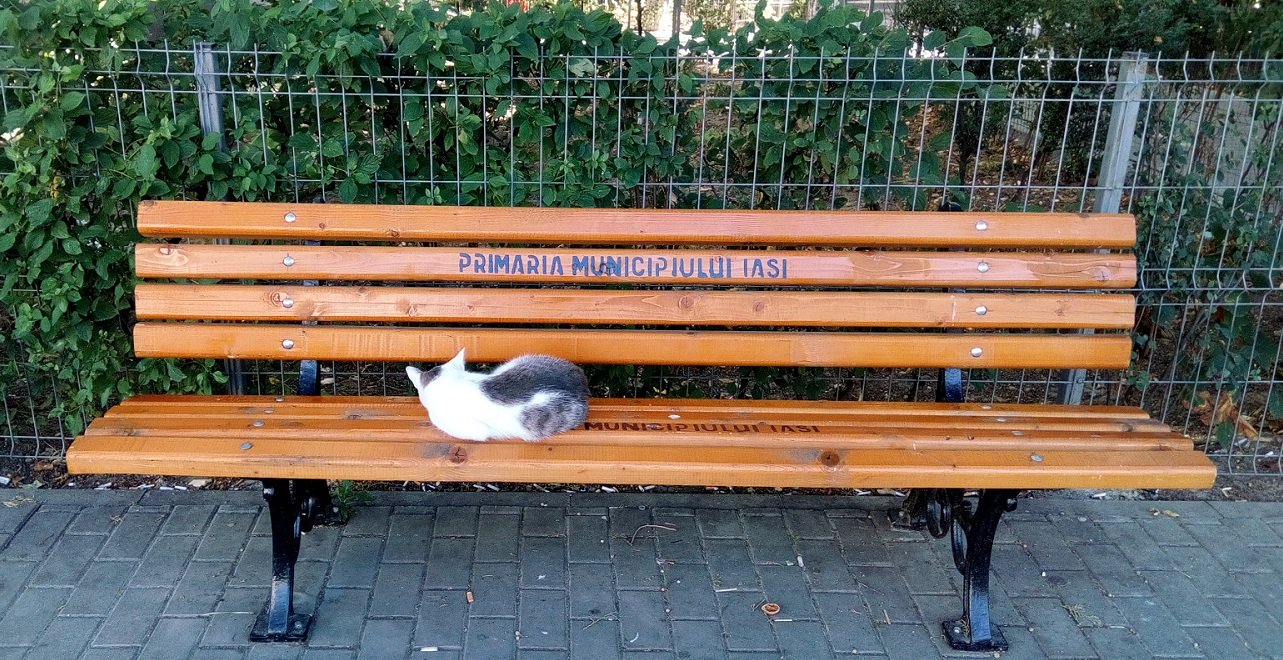  FOTO: Băncile amplasate de Primărie în cartiere, apreciate chiar și de pisici