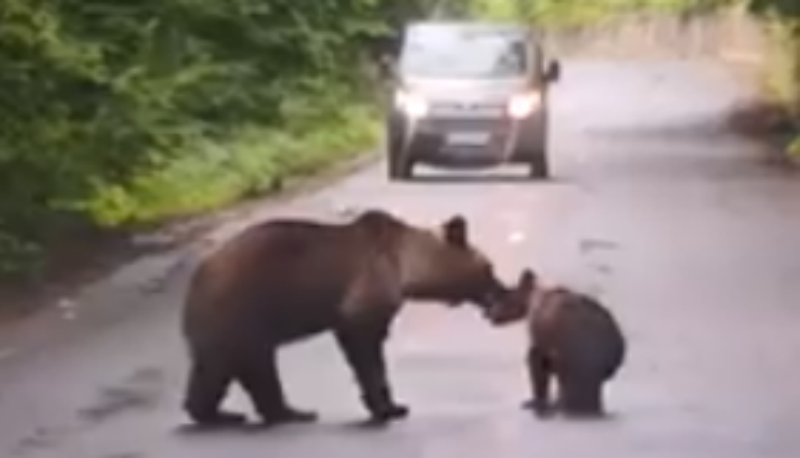  VIDEO: Spectacol pe un drum montan din Harghita: o ursoaică și puiul ei, jucăuși în fața șoferilor