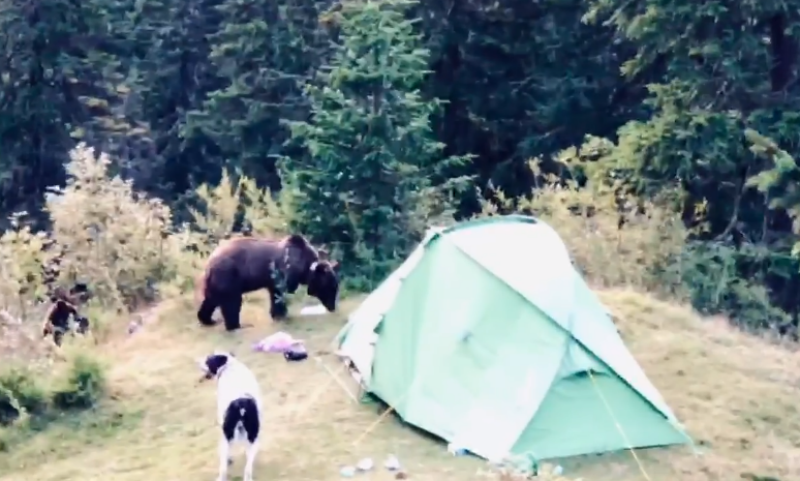  VIDEO: O ursoaică și puiul ei, vizitatori în cortul unui turist în Bucegi. Animalele au plecat cu rucsacul