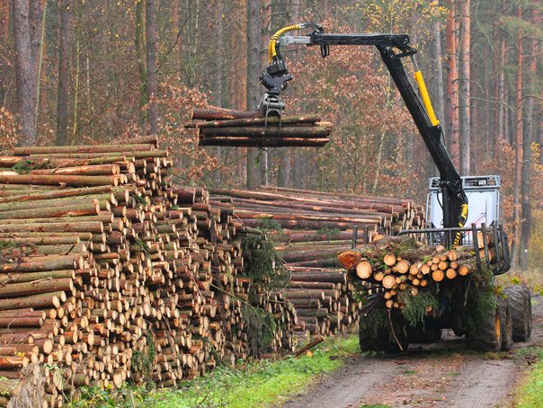  Senator care documenta furtul de lemn din păduri, ameninţat cu moartea de un pădurar