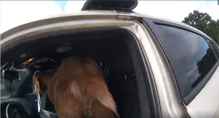  (VIDEO) Viralul zilei: o capră a mâncat actele unui polițist aflat în misiune