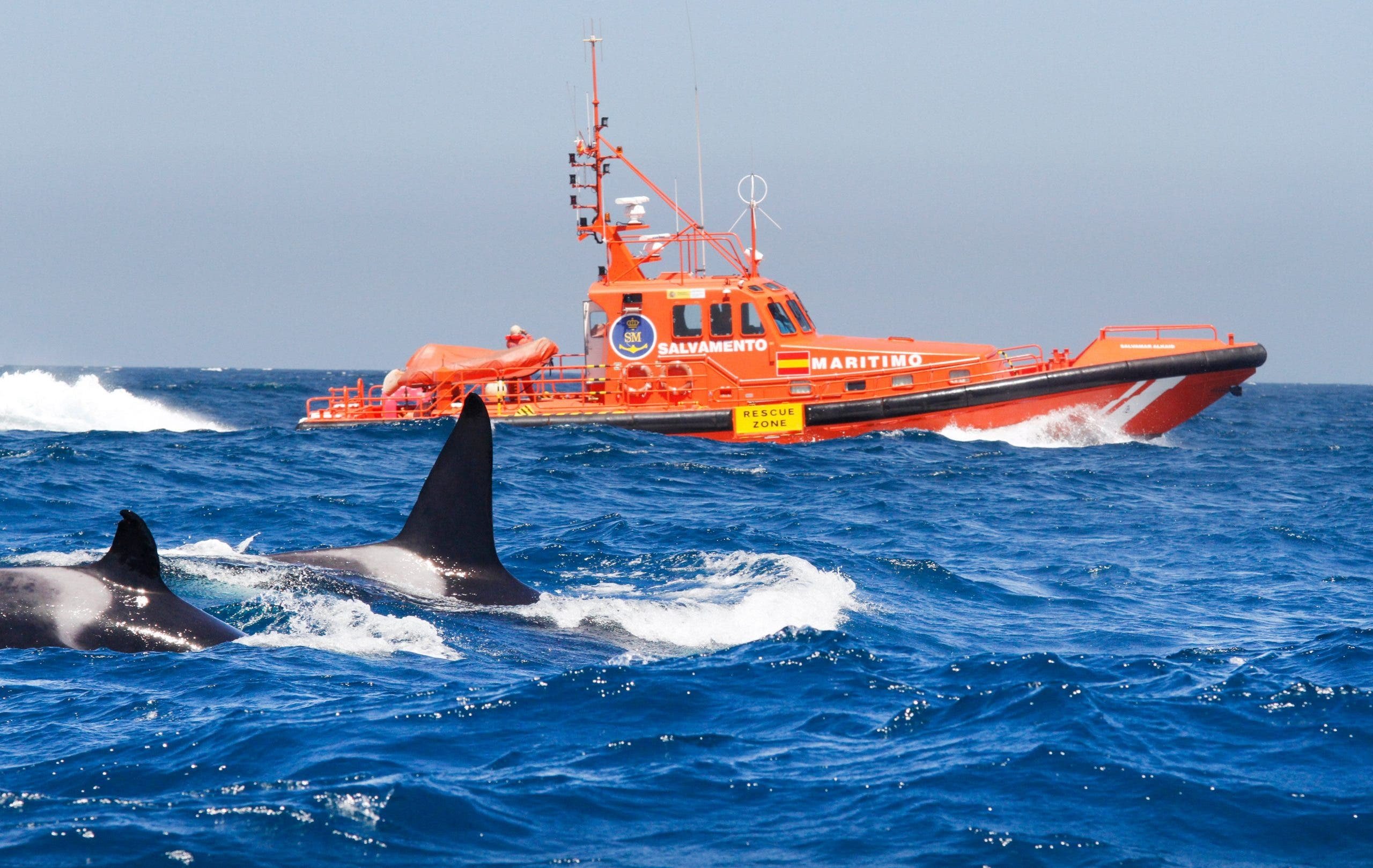  VIDEO: Comportament ciudat al balenelor în apropiere de Spania. Lovesc ambarcațiunile ieșite în larg