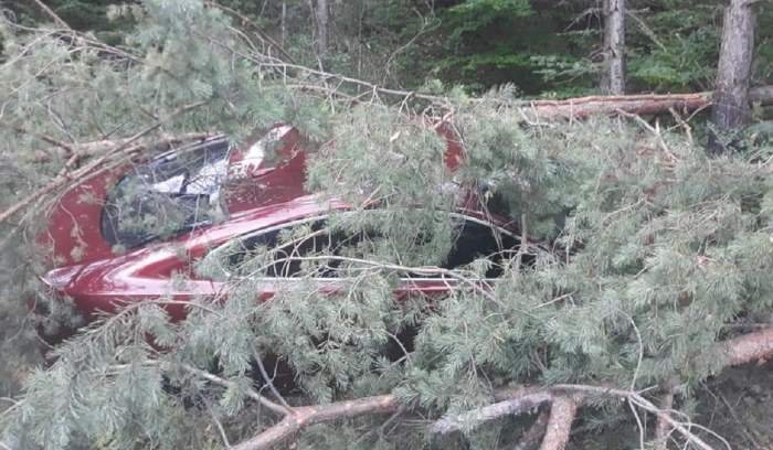  FOTO: Jaguar cu volan pe dreapta înfipt într-un pom și abandonat, fără numere de înmatriculare, în Maramureș