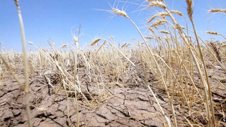  Ultima zi de depunere a solicitărilor de ajutor pentru culturile afectate de secetă