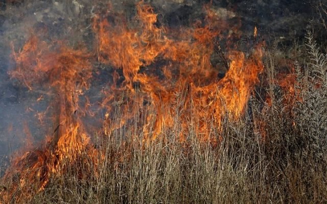  Incendiile de vegetație ar putea fi stinse în decurs de o oră cu ajutorul tehnologiei