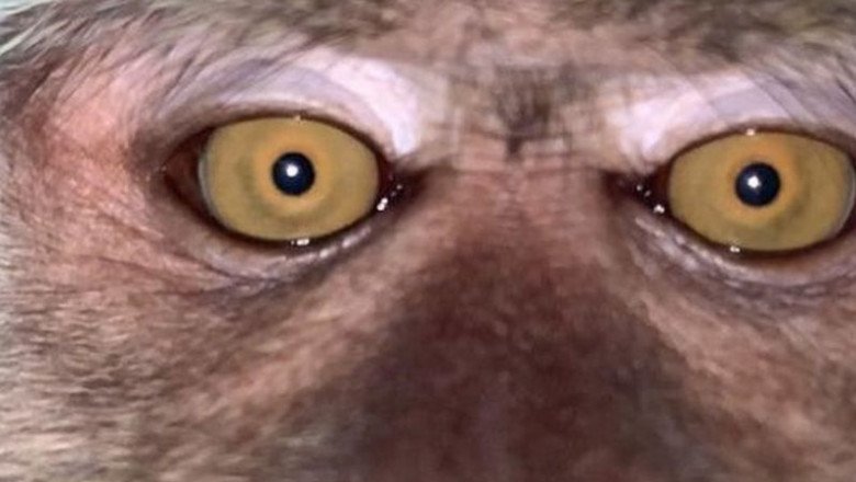  Un tânăr care a avut mobilul pierdut timp de o zi descoperă în galerie selfie cu o maimuță