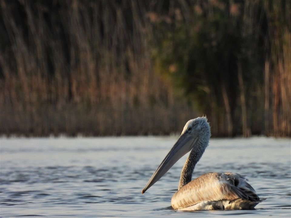 Apariție extrem de rară în județul Iași: un pelican creț  în Delta Moldovei